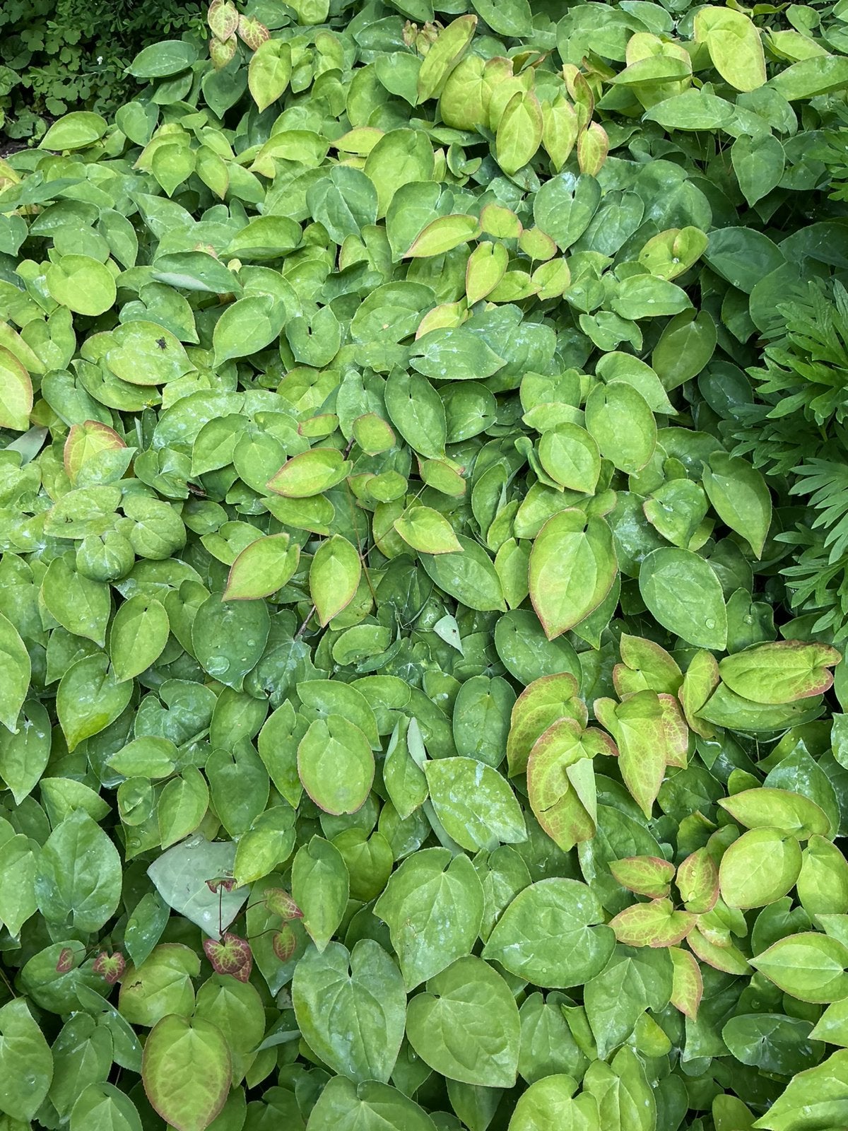 Epimedium, Ophalen, Struik, Minder dan 100 cm