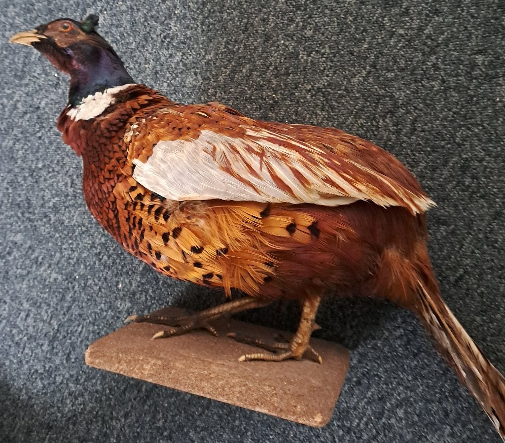 FAZANT - opgezet, Ophalen, Zo goed als nieuw, Vogel, Opgezet dier