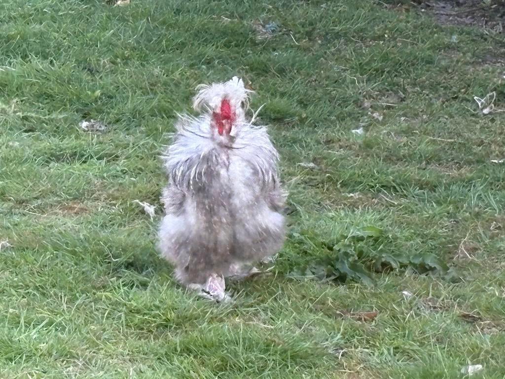 4 mooie zijdehoenders, Meerdere dieren, Kip