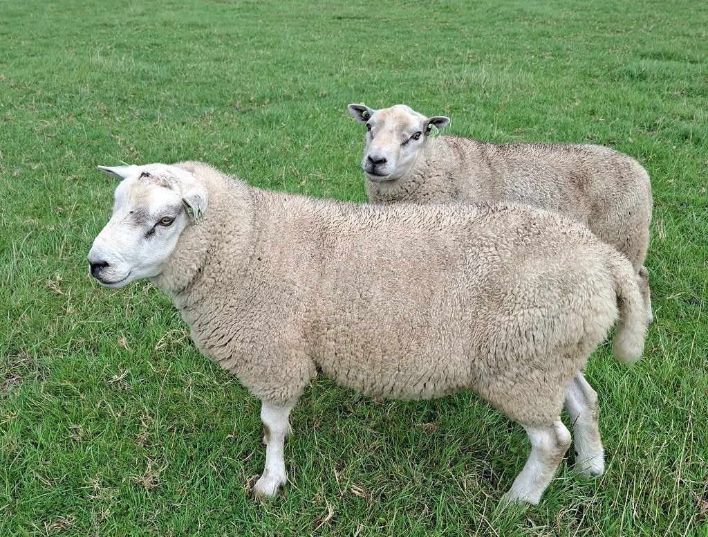 Texelaar X Finslandras = Noordhollander, Mannelijk, Schaap