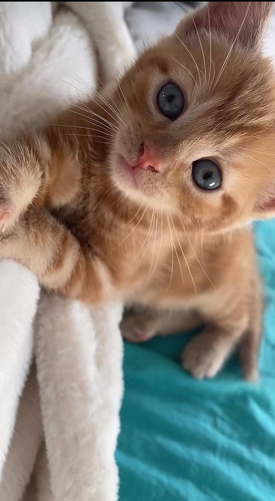 Kitten, Dieren en Toebehoren, Katten en Kittens | Overige Katten, Kater