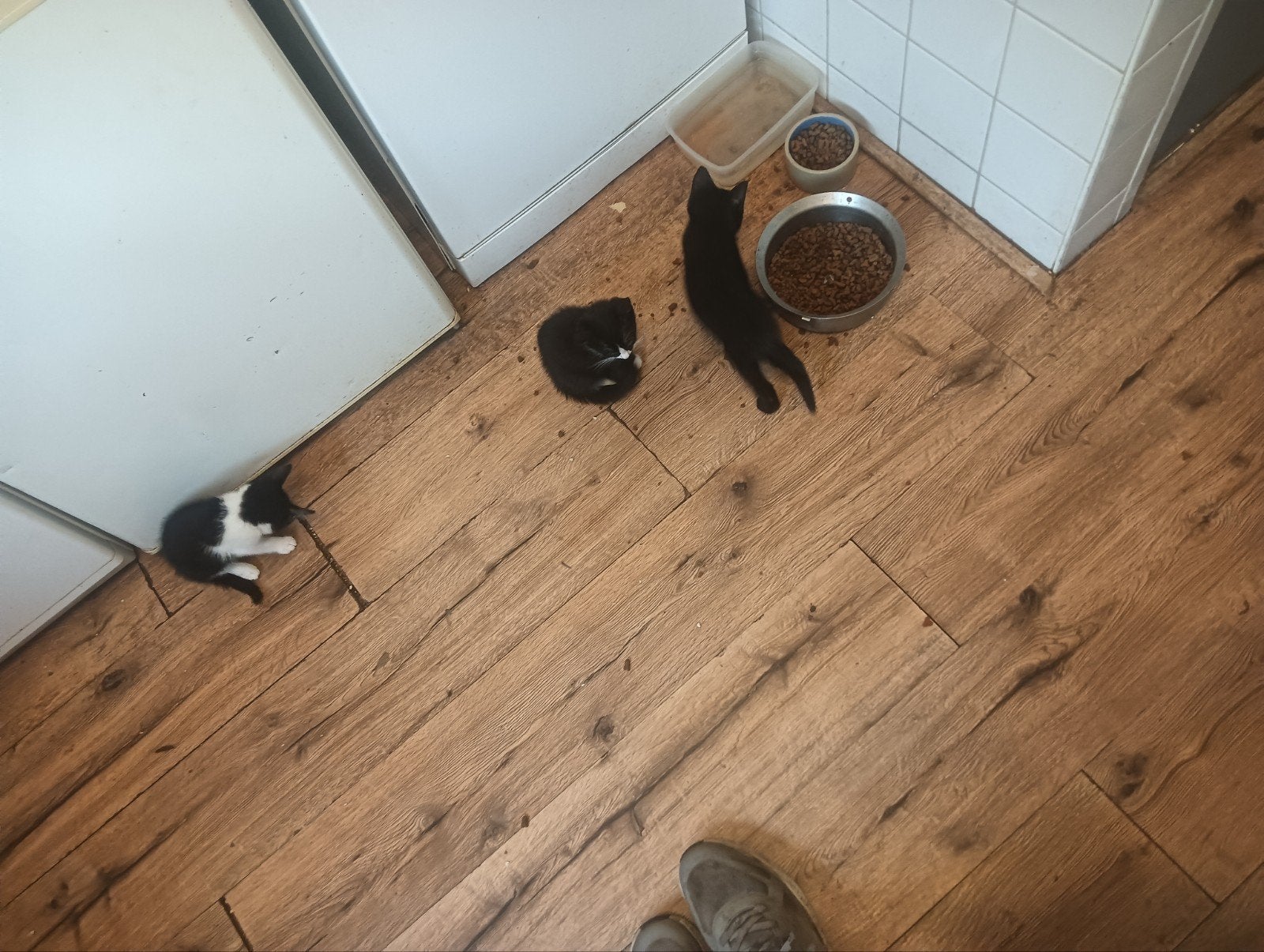Kitten,poezen,poes,sociaal, Dieren en Toebehoren, Katten en Kittens | Overige Katten, Poes