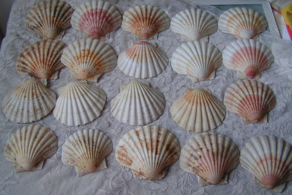 20 sint jacobs schelpen nr CC 754, Verzenden, Schelp(en)