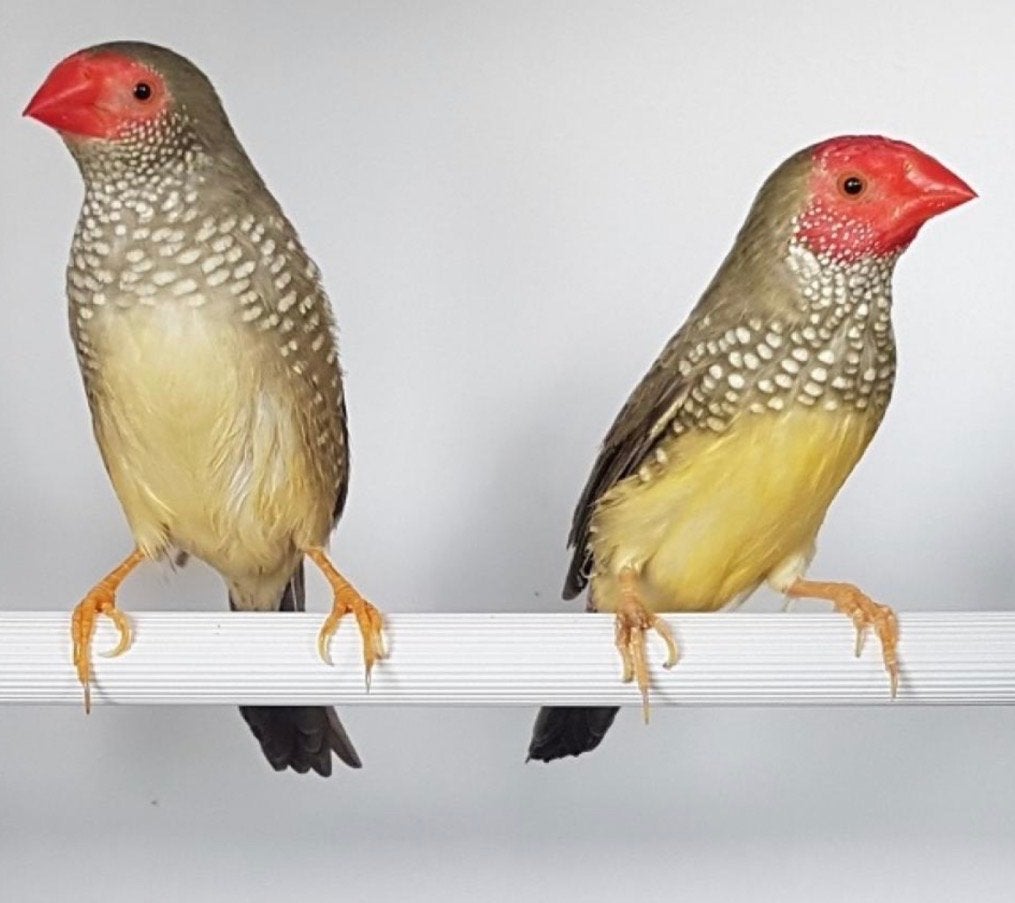 Gezocht koppel binsen astrilde, Dieren en Toebehoren, Meerdere dieren, Tropenvogel, Geringd