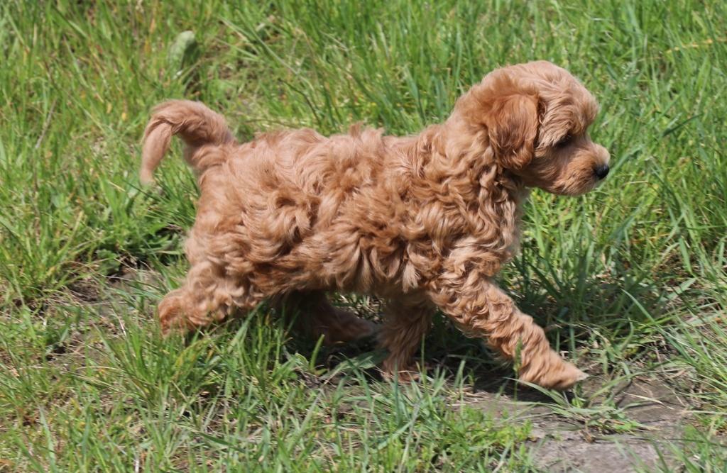 maltipoo pup, Poedel, 8 tot 15 weken, Meerdere, Meerdere dieren
