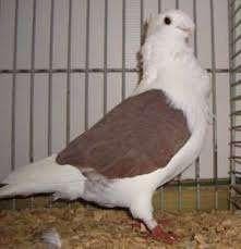 SIERDUIVEN TE KOOP., Dieren en Toebehoren, Vogels | Duiven, Meerdere dieren, Overige soorten