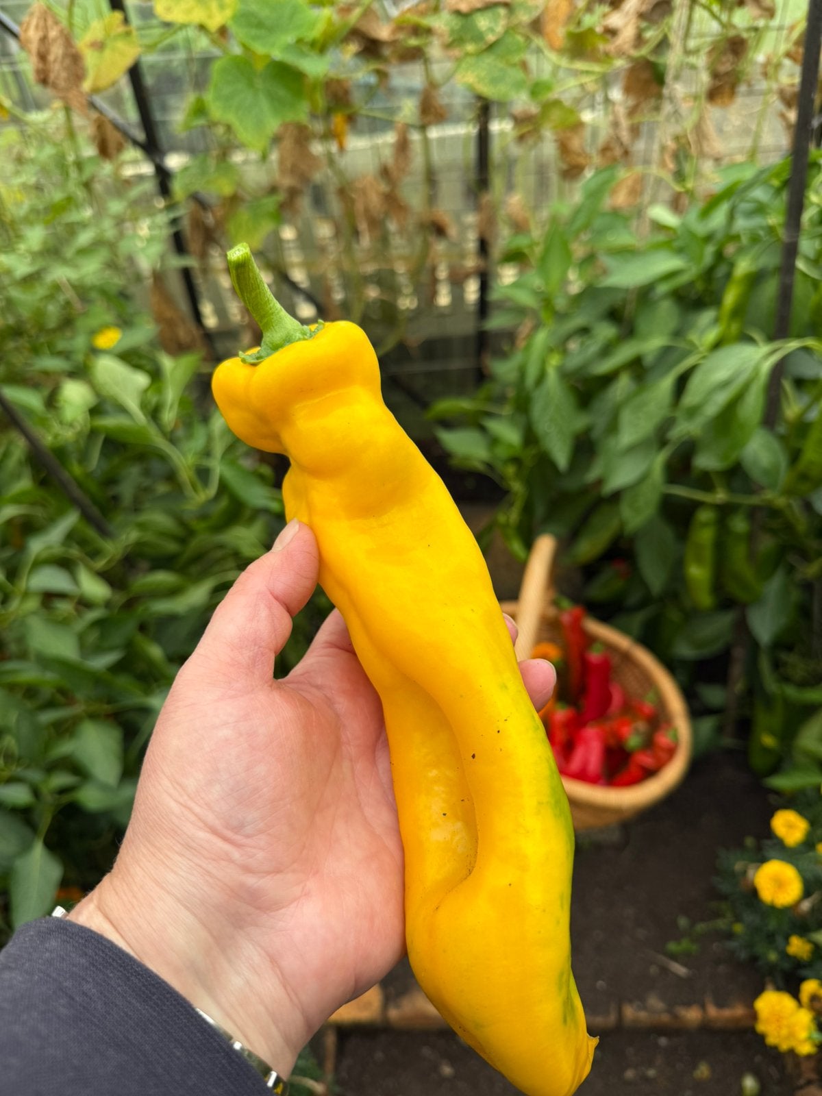 Bio zaden Zoete puntpaprika Zazu Geel, Ophalen of Verzenden, Volle zon