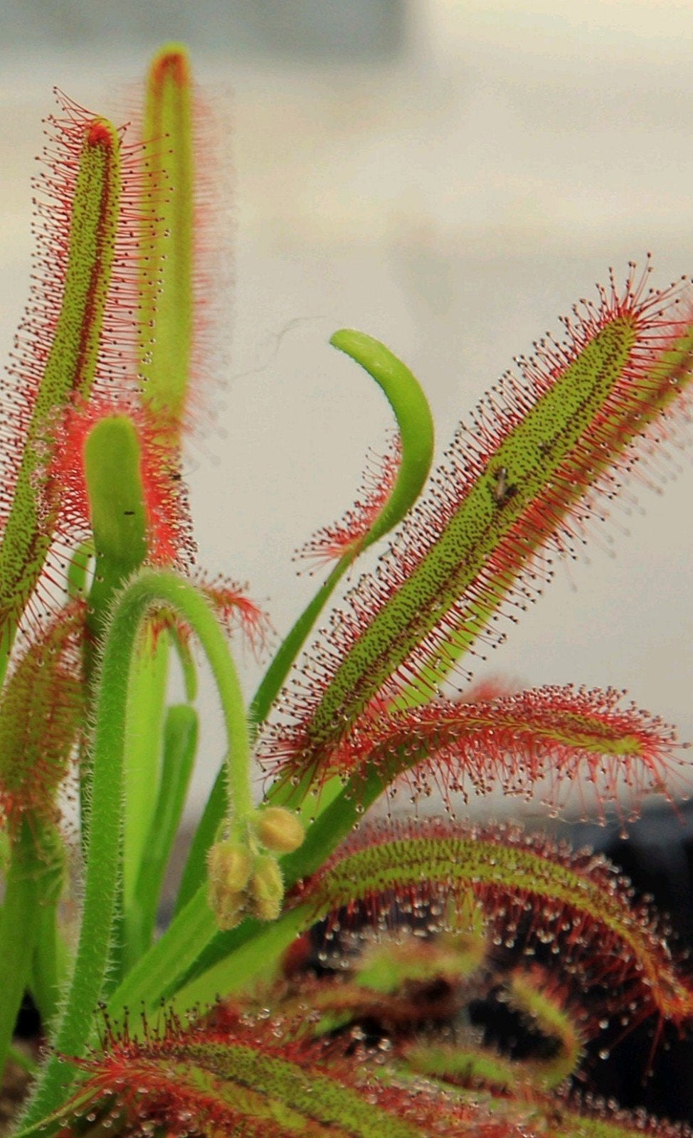 Zaden Drosera capensis, Tuin en Terras, Ophalen of Verzenden, Zaad