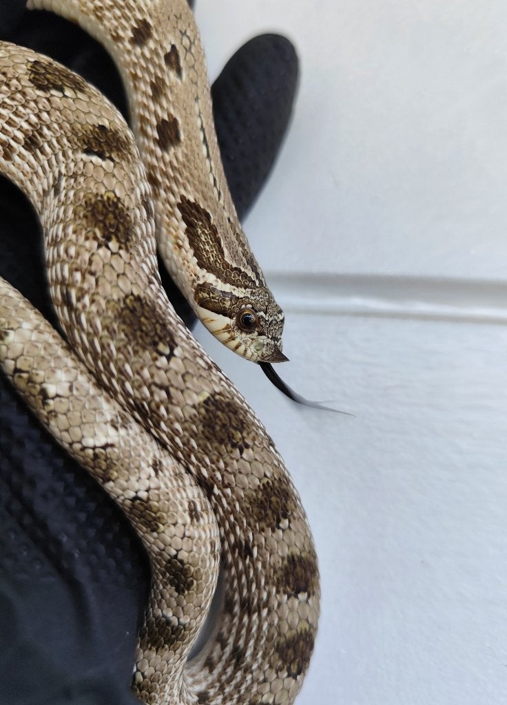 1.0 Heterodon nasicus - Arcticconda het maitai, Dieren en Toebehoren, Reptielen en Amfibieën, Slang, Tam, 0 tot 2 jaar