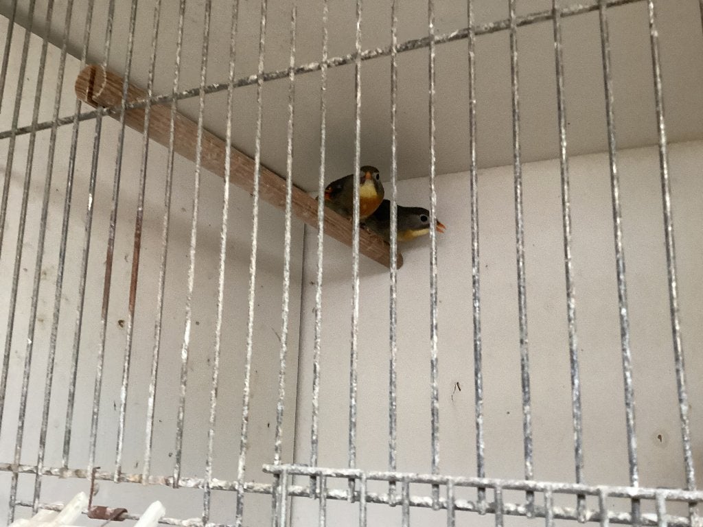 Te koop koppel Japanse nachtegalen, Dieren en Toebehoren, Meerdere dieren, Wildzangvogel