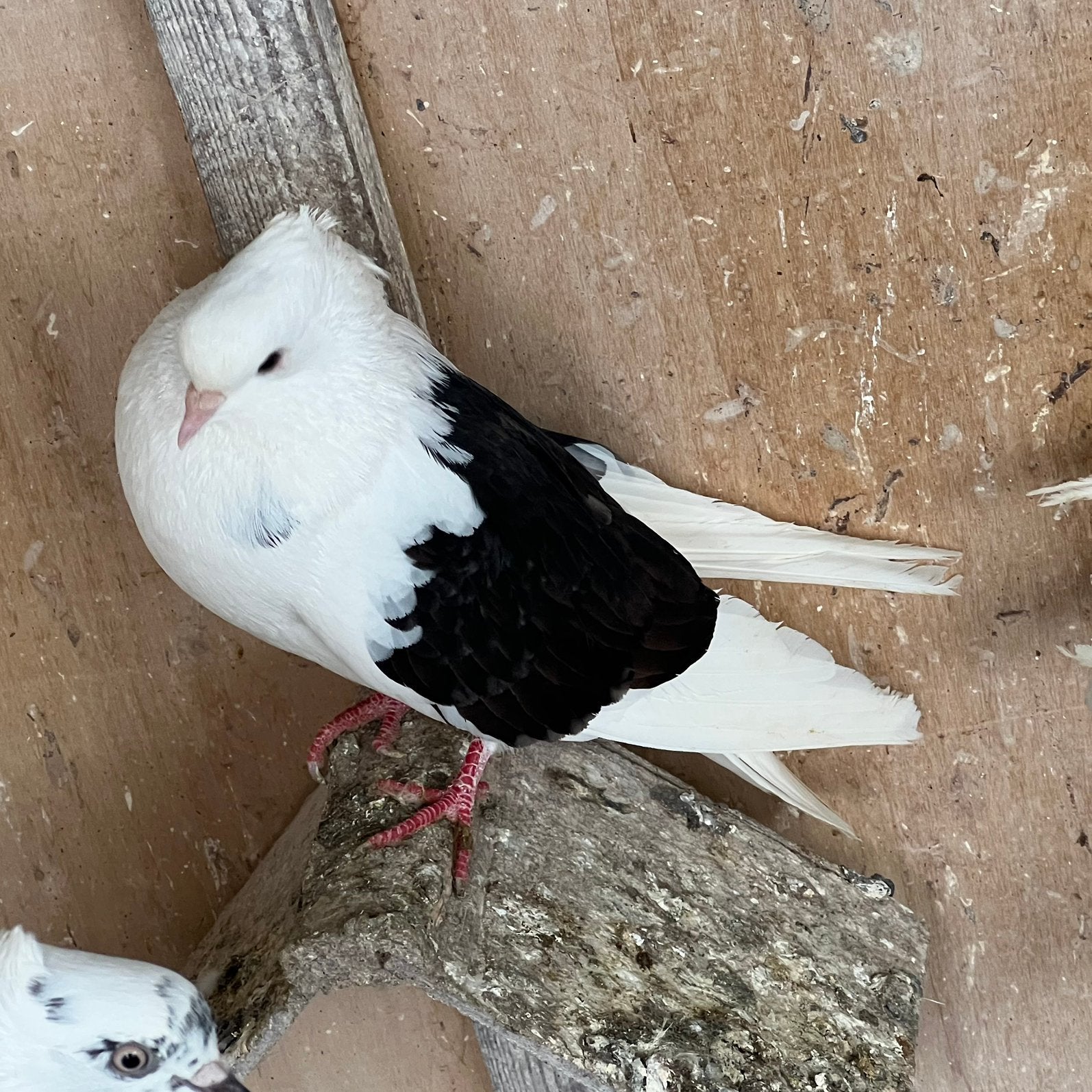 Hoogvlieger Iraanse duiven, Dieren en Toebehoren, Vogels | Duiven, Meerdere dieren, Postduif