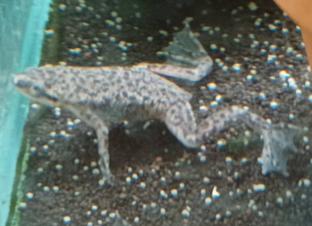 Hobbyaquarium Hymenochirus boettgeri–Dwergklauwkikker aktie, Overige typen, Zoetwatervis