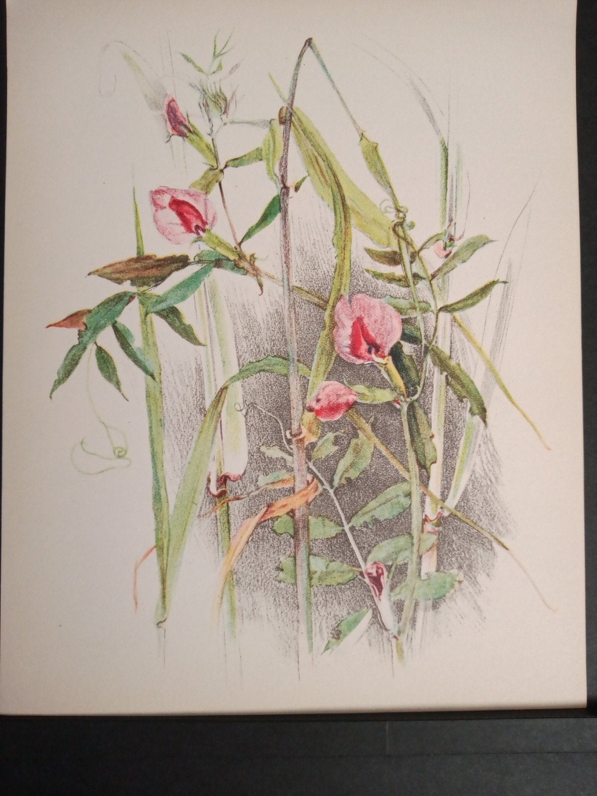 Botanische prent Voederwikke verder zie omschrijvng getekend, Verzamelen, Verzenden, Zo goed als nieuw, Prent, Natuur