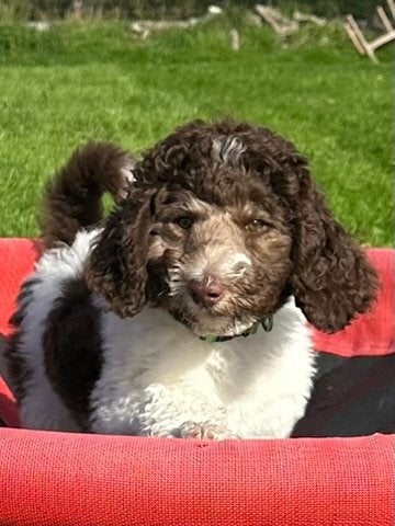 DOODLE PUP TEEF ZOË, Nederland, Overige rassen, CDV (hondenziekte), 8 tot 15 weken