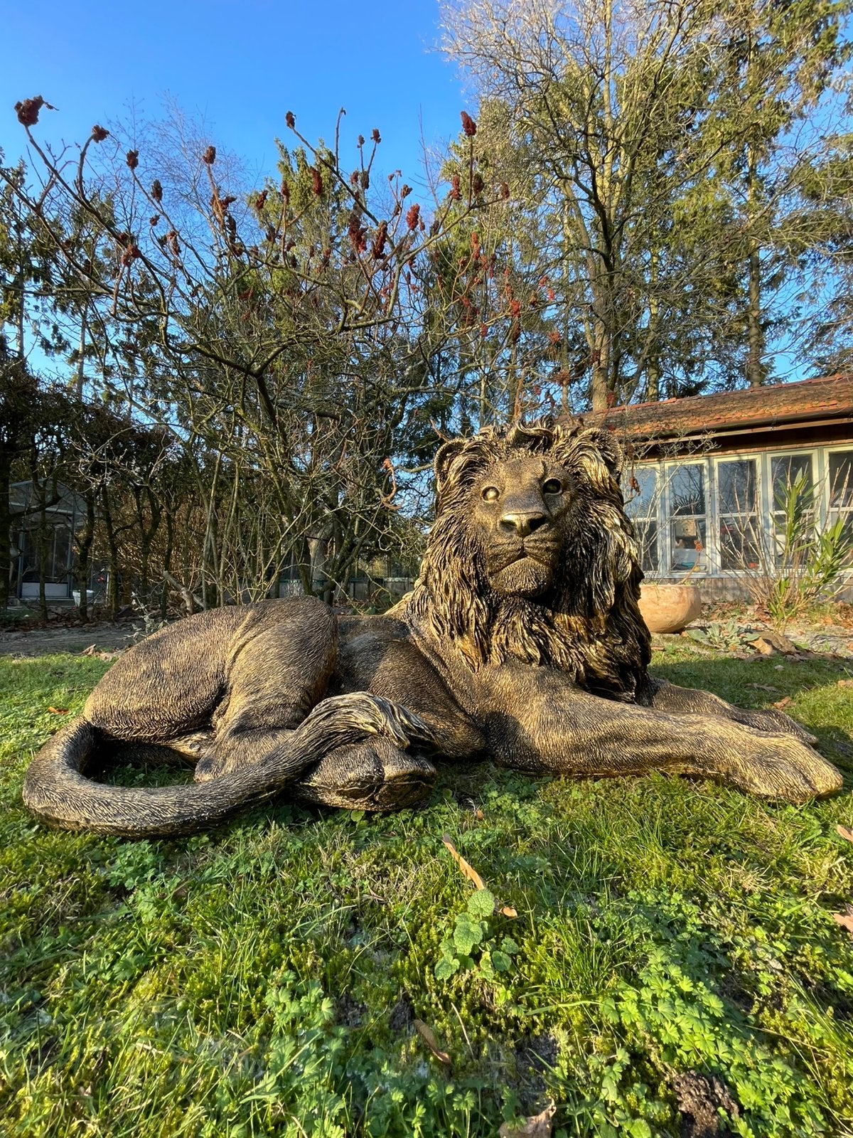 Leeuw antiekgoud beeld tuin dierentuin lion, Tuin en Terras, Tuinbeelden, Ophalen, Nieuw, Kunststof, Dierenbeeld