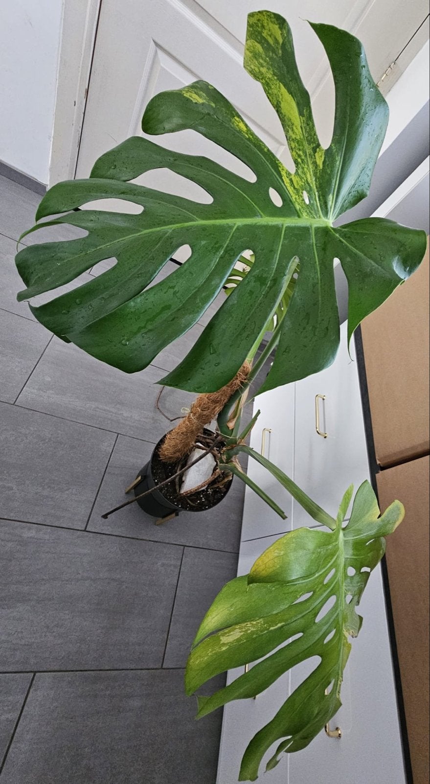 Monstera Aurea - Zeldzame Kamerplant met Gele Variegatie, Ophalen, Overige soorten, Halfschaduw, In pot