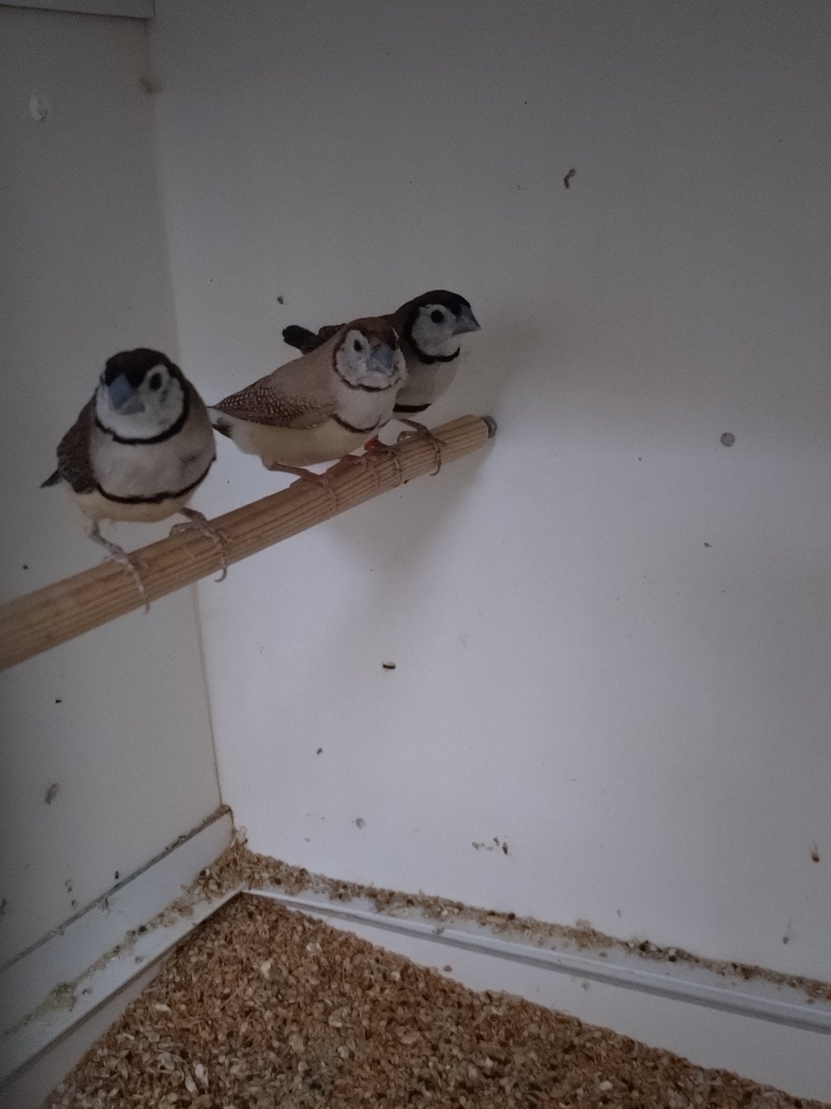 Bichenow astrilde poppen, Dieren en Toebehoren, Vrouwelijk, Tropenvogel