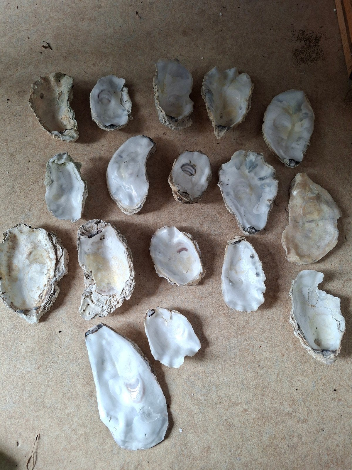 0esterschelpen 25 stuks, Ophalen, Nieuw, Meerdere media