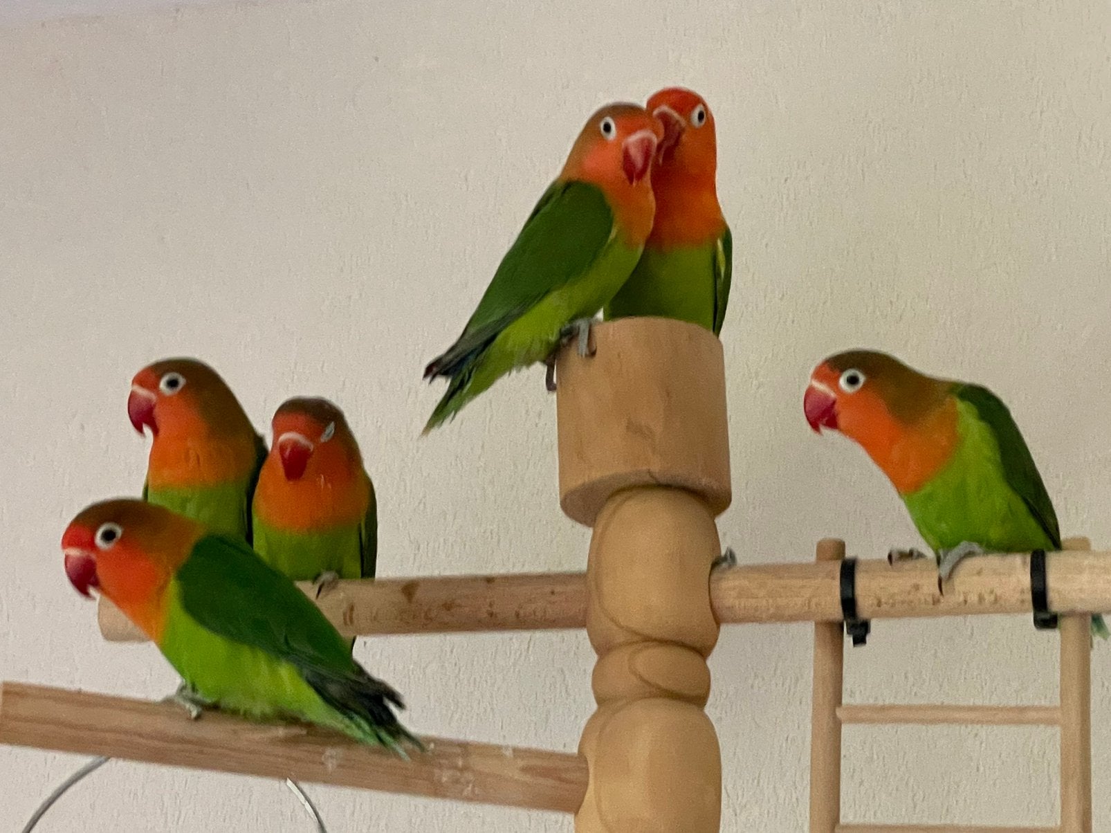 Lieve Agapornis Dwergpapegaai Lovebird Handtam, Meerdere dieren, Dwergpapegaai of Agapornis, Tam