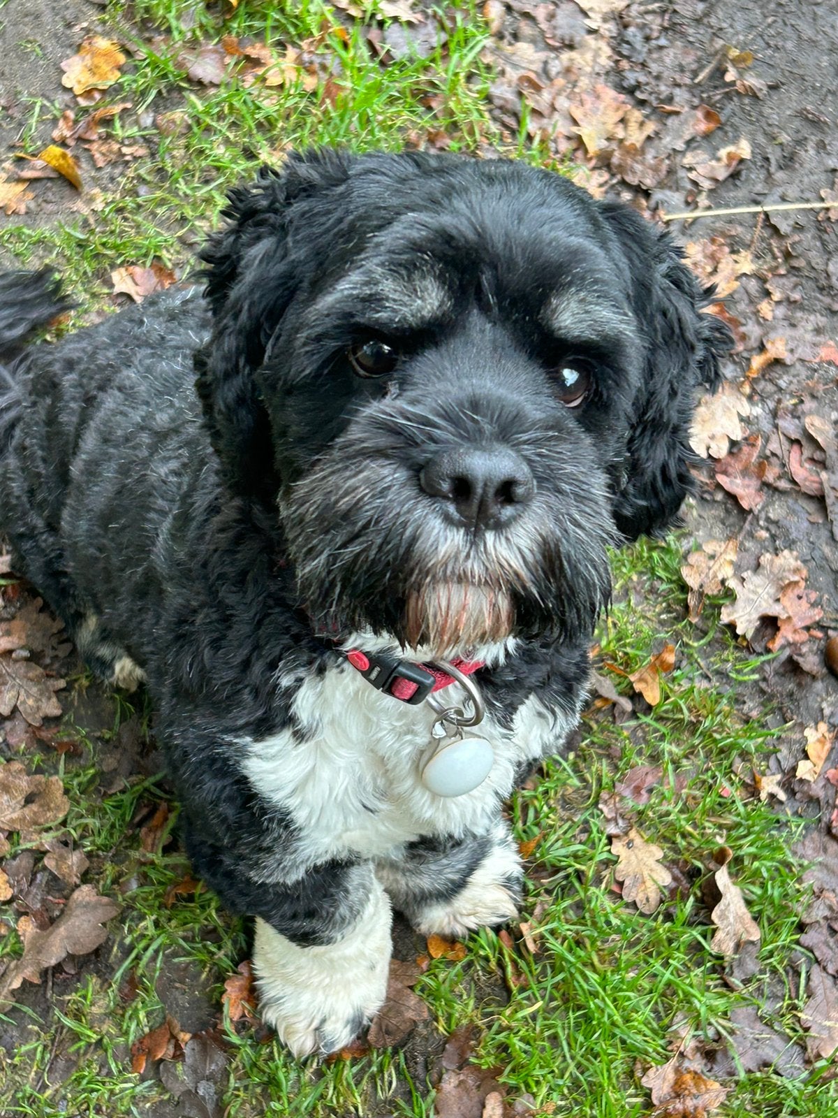 Teddy zoekt een lief rustig huisje, Eén hond, CDV (hondenziekte), 3 tot 5 jaar, Nederland