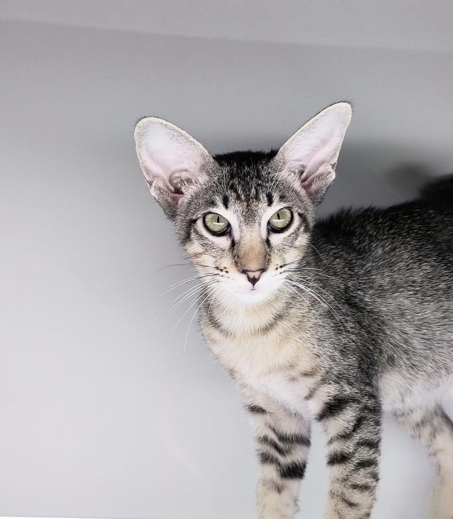 Oosterse Korthaar Kitten ZUIVER RAS, Dieren en Toebehoren, Kater, Ontwormd