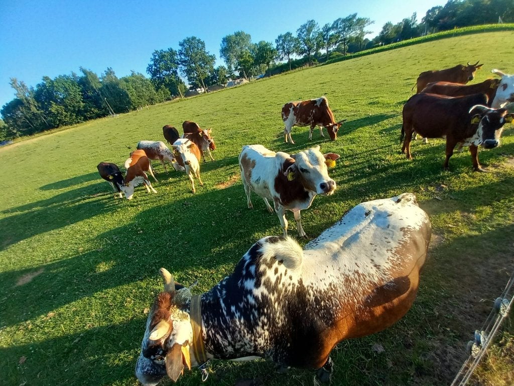 mini zeboe  dwerg zeboe  zebu, Meerdere dieren