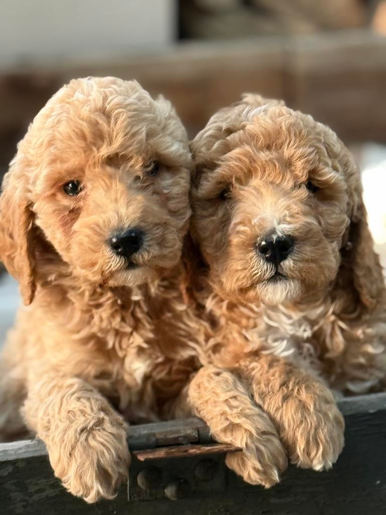 Labradoodle, Parvo, Nederland, Overige rassen, 8 tot 15 weken