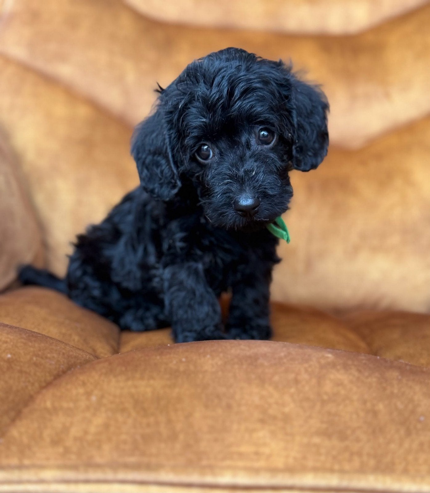 prachtig nestje doxiepoo pups, Overige rassen, 8 tot 15 weken, Meerdere, Meerdere dieren