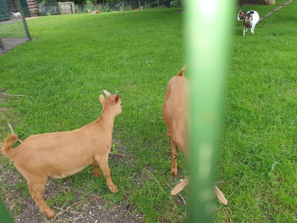 prachtig dwerg bokje, Dieren en Toebehoren, Mannelijk, Geit