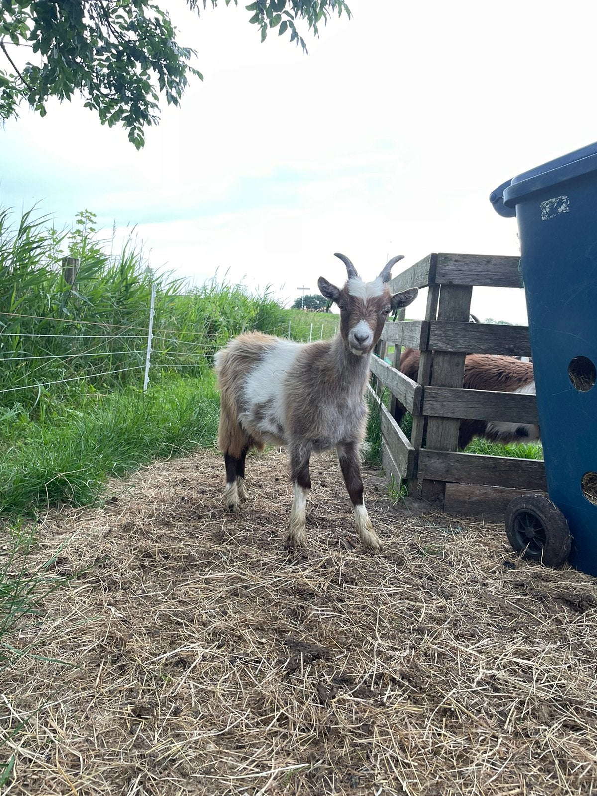 Te koop landgeit, Dieren en Toebehoren, Mannelijk