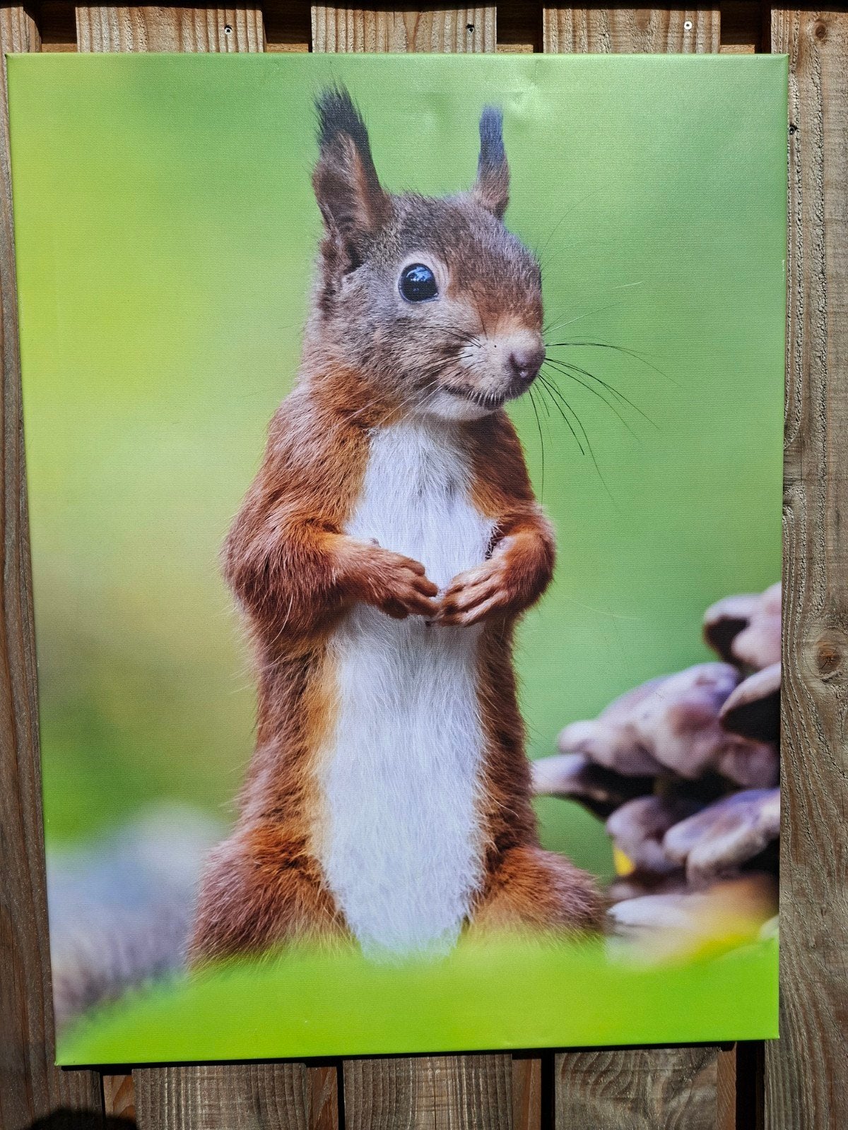 Natuurfoto staande Eekhoorn op doek - 80x60 cm, Ophalen, 75 – 100, 50 tot 75 cm, Print