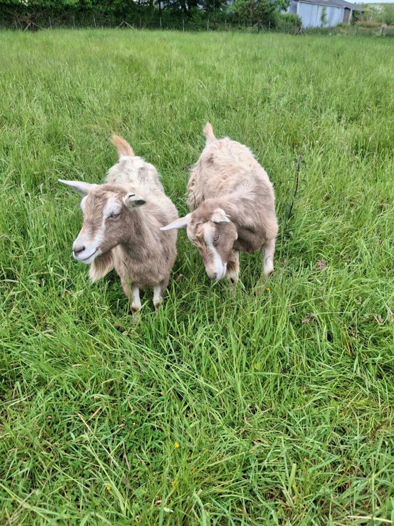 2 Toggenburger geiten, Dieren en Toebehoren, Schapen, Geiten en Varkens, Vrouwelijk, Geit