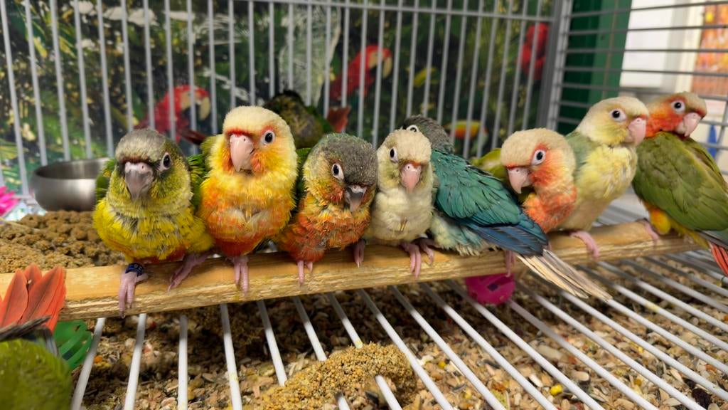Jonge pyrrhura’s, Dieren en Toebehoren, Vogels | Parkieten en Papegaaien, Papegaai, Meerdere dieren, Pratend, Tam, Geringd