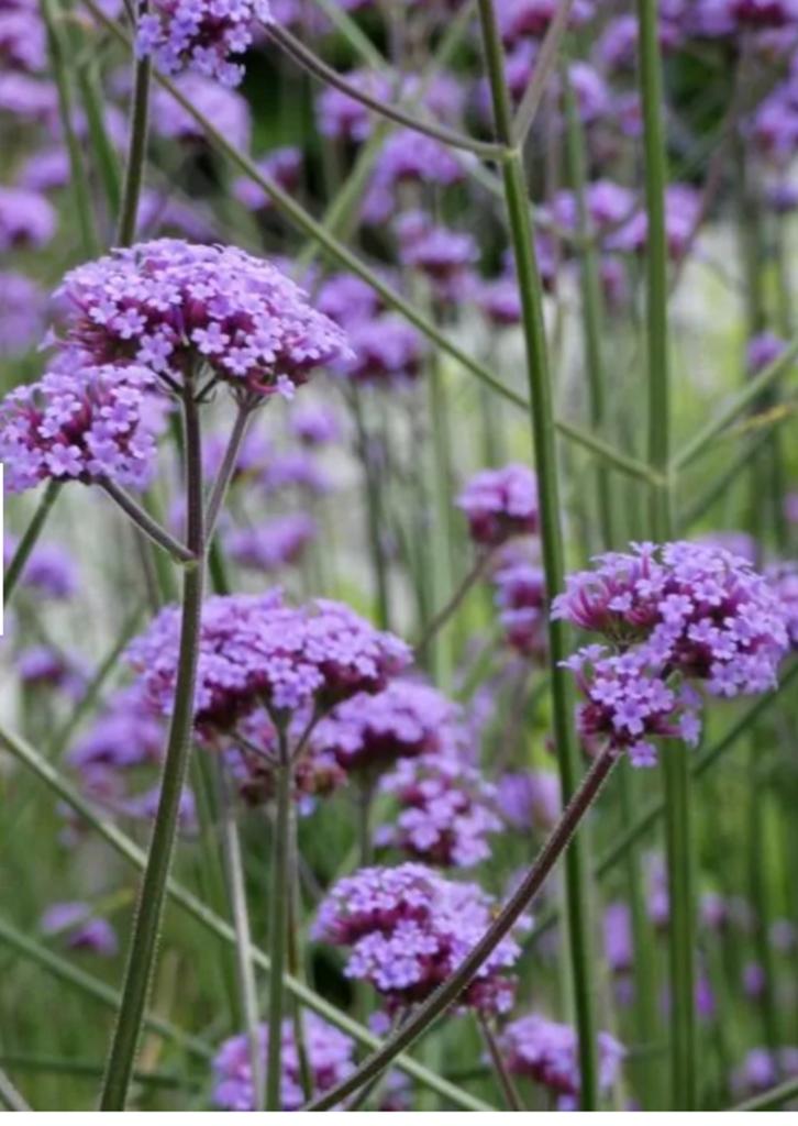 IJzerhard vaste plant (Verbena bonariensis) - Paarse bloemen, Volle zon, Vaste plant, Zomer, Ophalen