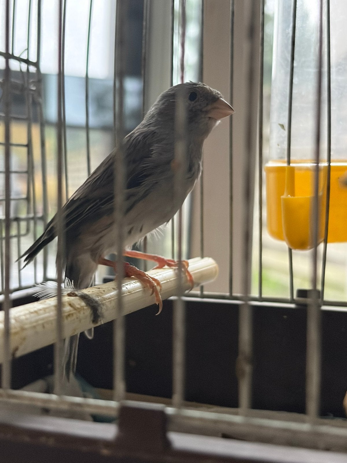 bastaard putter X timbrado, Dieren en Toebehoren, Meerdere dieren, Bastaard
