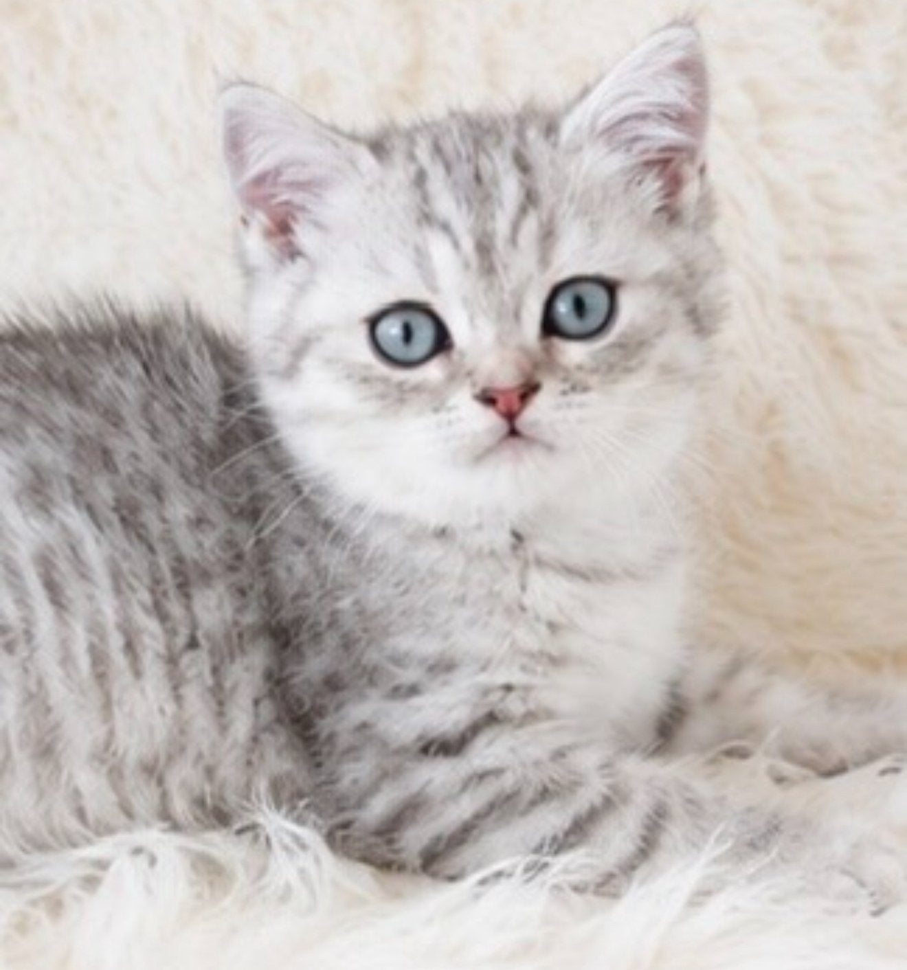 Prachtige golden/silver tabby britse korthaar kittens!, Meerdere dieren, Ontwormd, 0 tot 2 jaar