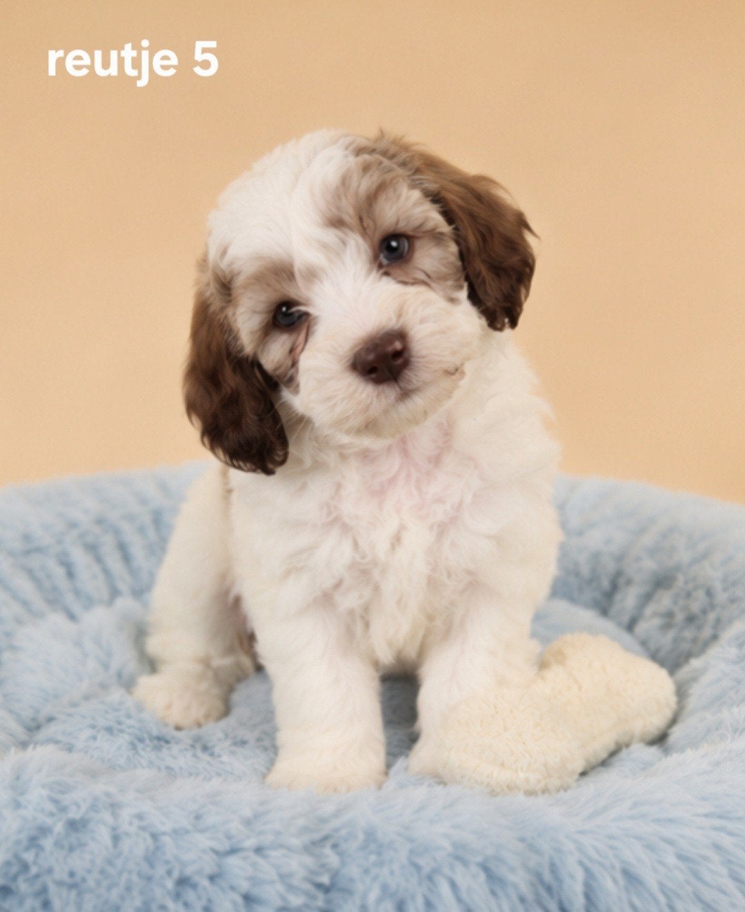 Super mooie boomer pups.Maltezer maal shih tzu, Parvo, Overige rassen, 8 tot 15 weken, Meerdere