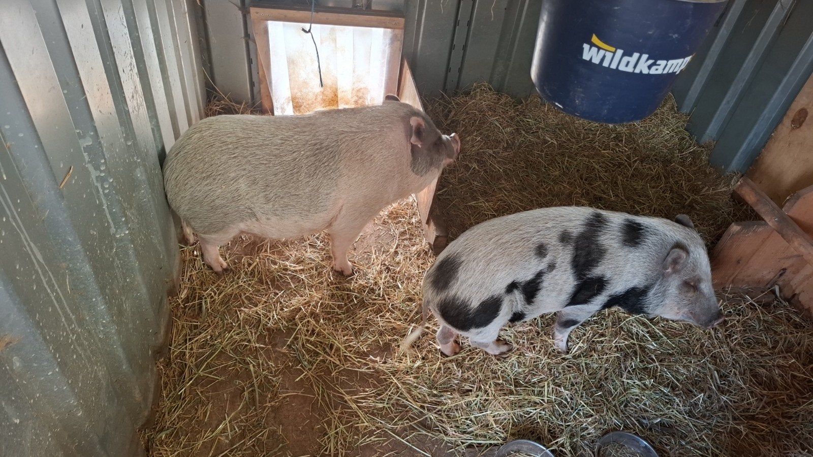 Dekbeer gezocht mini varken, Dieren en Toebehoren, Geslacht onbekend, Varken, 0 tot 2 jaar