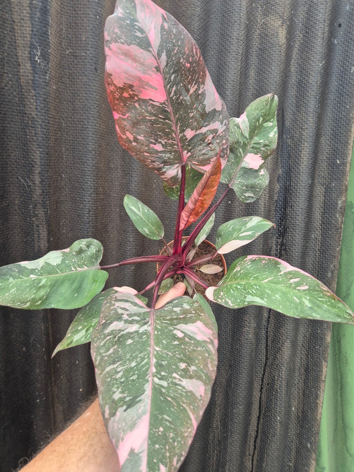 Philodendron Pink Princess Marble p12 (5), Huis en Inrichting, Kamerplanten, Ophalen of Verzenden, Halfschaduw, Minder dan 100 cm