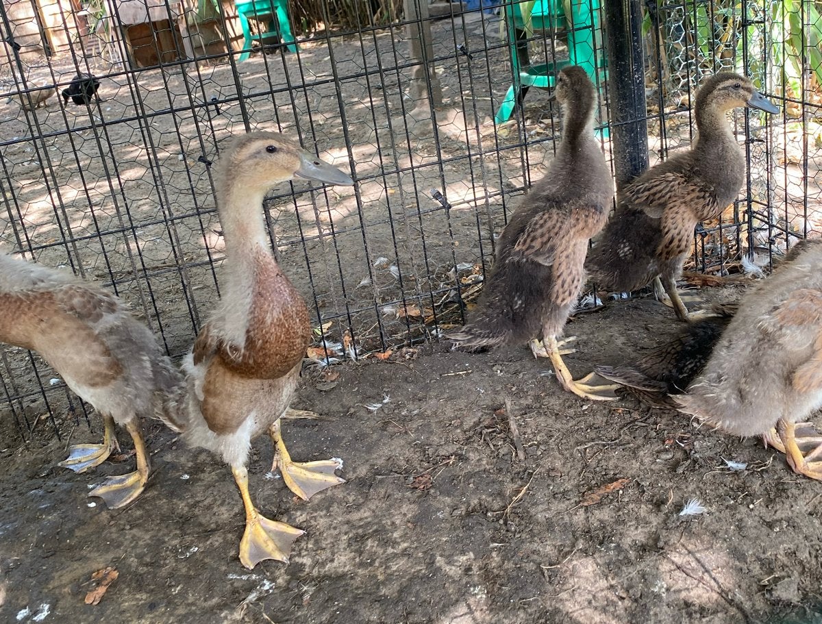 Kuikens indische loopeend, Dieren en Toebehoren, Pluimvee, Geslacht onbekend, Eend