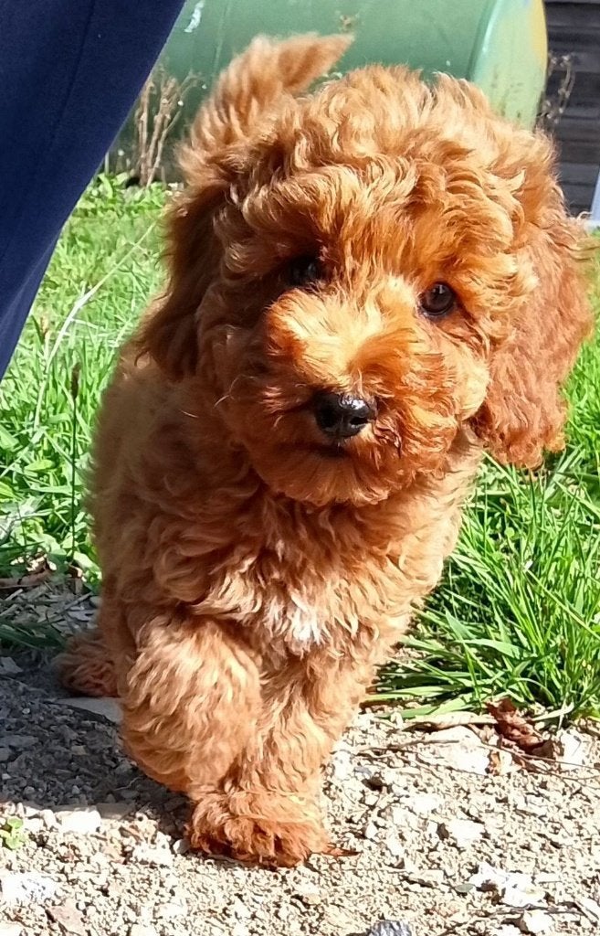 ️ Prachtige toy - dwergpoedel puppy's ️, Dieren en Toebehoren, Poedel, 8 tot 15 weken, Meerdere, Meerdere dieren