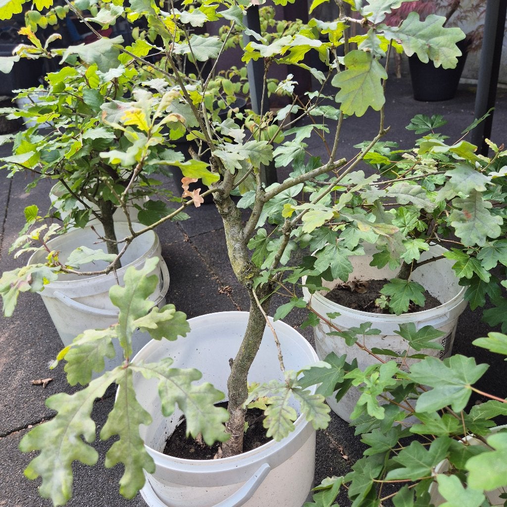 Quercus (eik), Tuin en Terras, Halfschaduw, Overige soorten, Minder dan 100 cm, Zomer