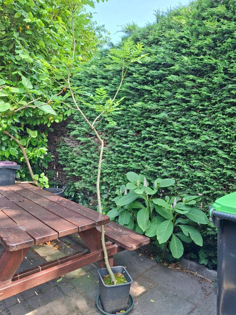 Es volwassen boom, Ophalen, Volle zon, Overige soorten