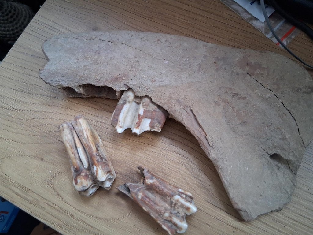 VOORWERPEN UIT DE PRE-HISTORIE/OUDHEID, Verzamelen, Ophalen