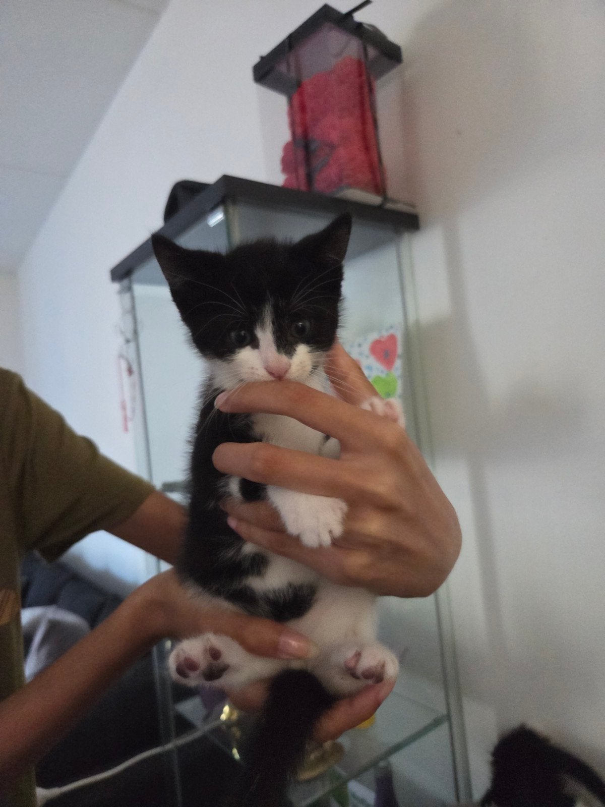 Kittens, Dieren en Toebehoren