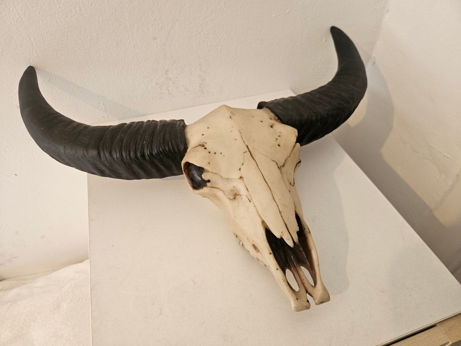 Skull, stierenschedel, wanddecoratie, Ophalen of Verzenden, Zo goed als nieuw