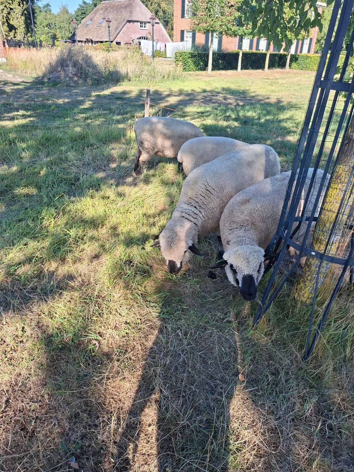 mooie hampshire down ooien, Dieren en Toebehoren