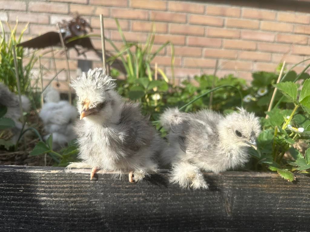 USA zijdehoen hennetjes 5 weken, Dieren en Toebehoren, Pluimvee, Vrouwelijk, Kip