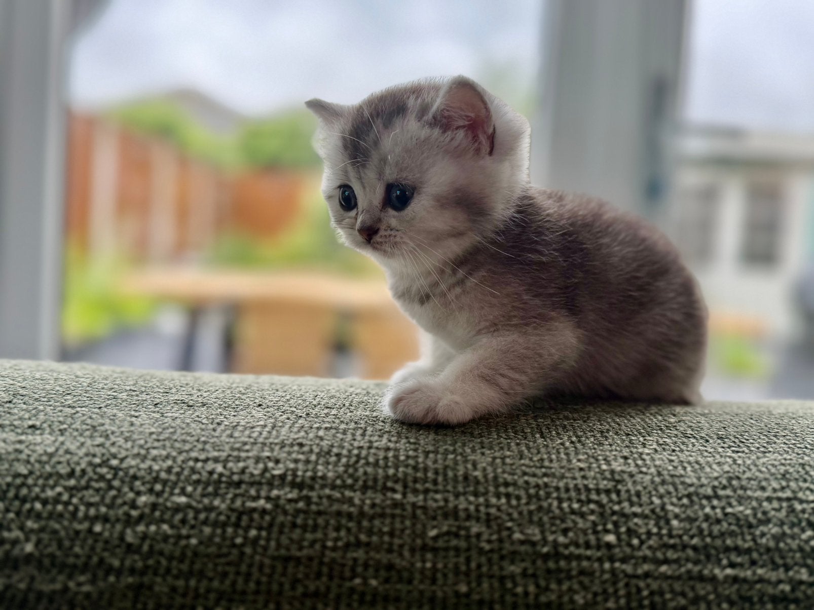 Unieke britse korthaar kittens - stamboom / kampioenslijn!, Dieren en Toebehoren, Meerdere dieren, Met stamboom, 0 tot 2 jaar