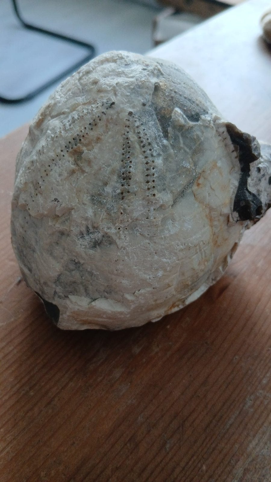 Versteende zeeegel, Ophalen, Fossiel